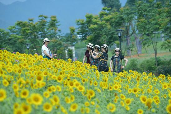 Sunflowers in full bloom attract visitors in Zhejiang