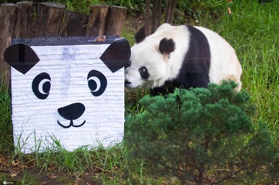 Giant panda Shuang Shuang celebrates 35th birthday in Mexico(1/3)