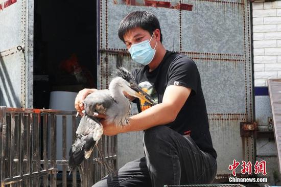 Wu Jianfeng is rescuing a heron at the wildlife protection station (Photo/ China News Service)