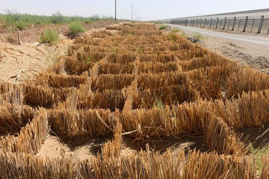 Photo shows grass and shrubbery planted along the rail line being used as barricades against sand, June 13, 2022. (Photo/chinadaily.com.cn)