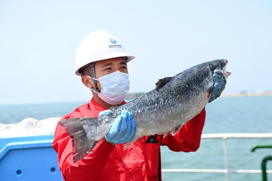 A salmon is harvested in the Shenlan 1 deep-sea fish farm in Qingdao, Shandong province. (Photo/XINHUA)