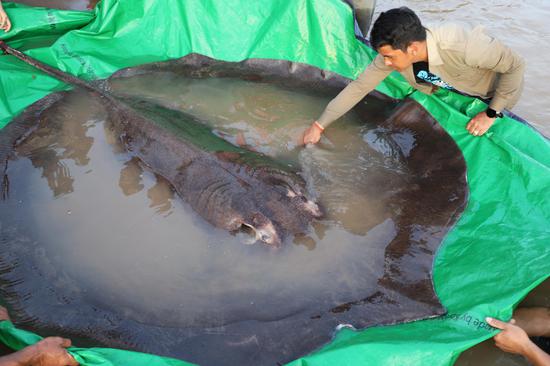 World's largest freshwater fish found in Cambodia's Mekong River