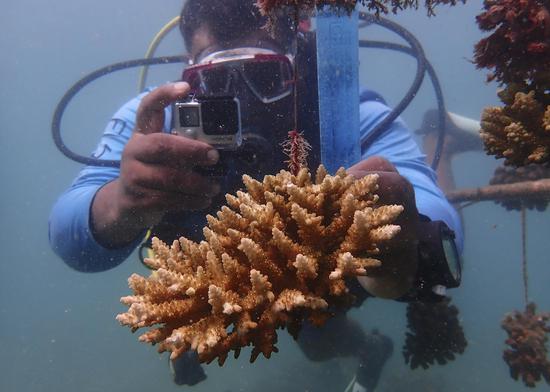 Reef nurseries set up to combat coral bleaching in Kenya