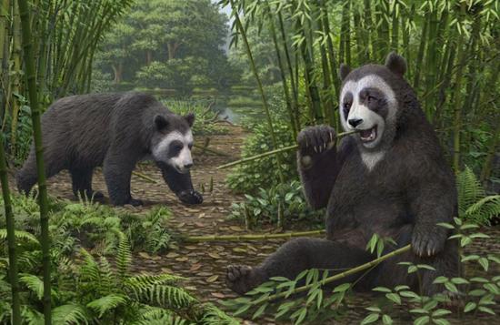 Fossil reveals pandas ate bamboo with 'false thumb' 6-million-year ago