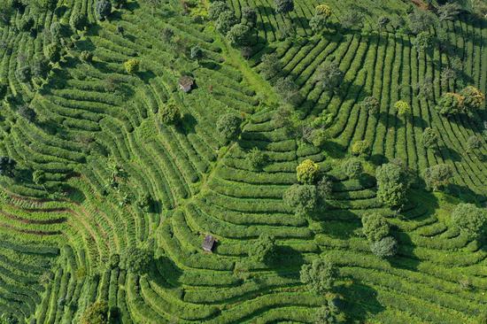 Summer scenery of Pu'er tea plantation in Yunnan