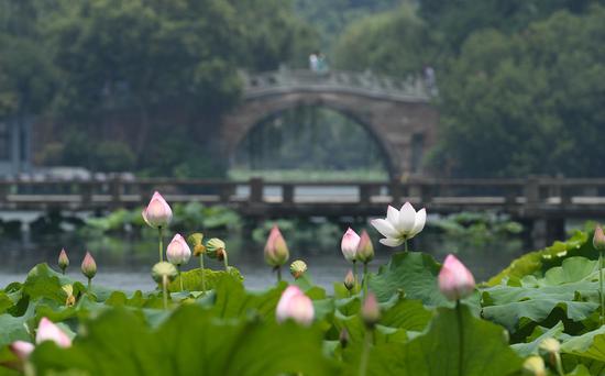 Lotus flowers bloom at West Lake scenic spot in Hanghzou