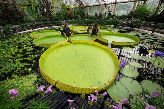 World's largest waterlily discovered in UK