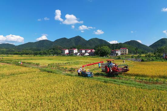 Farmers busy with early rice harvest in Jiangxi