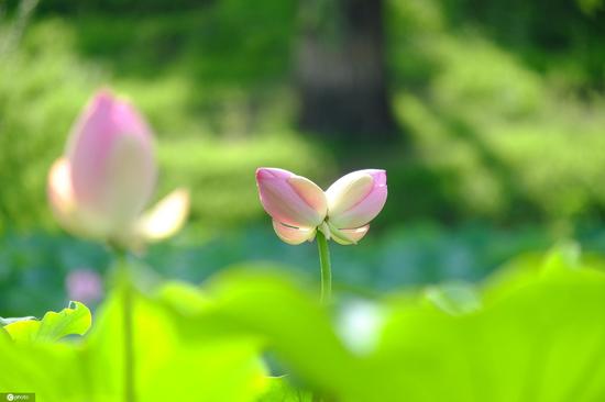 Rare twin lotus flowers spotted at Old Summer Palace in Beijing