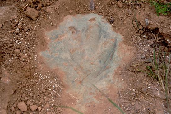 China's largest number of dinosaur footprints discovered in Hebei