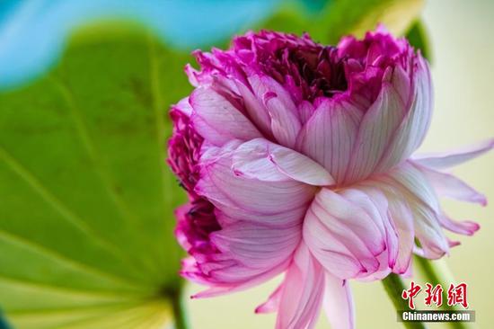 Lotus flower with 1,000 petals in full bloom in Nanjing