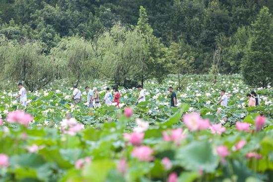 Lotus flowers bloom in world's largest lotus pond
