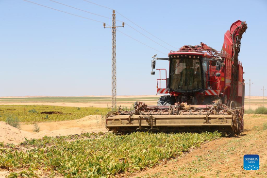 A harvester reaps beets at a beet plantation in a desert of Minya Province, Egypt on July 11, 2022. (Xinhua/Sui Xiankai)