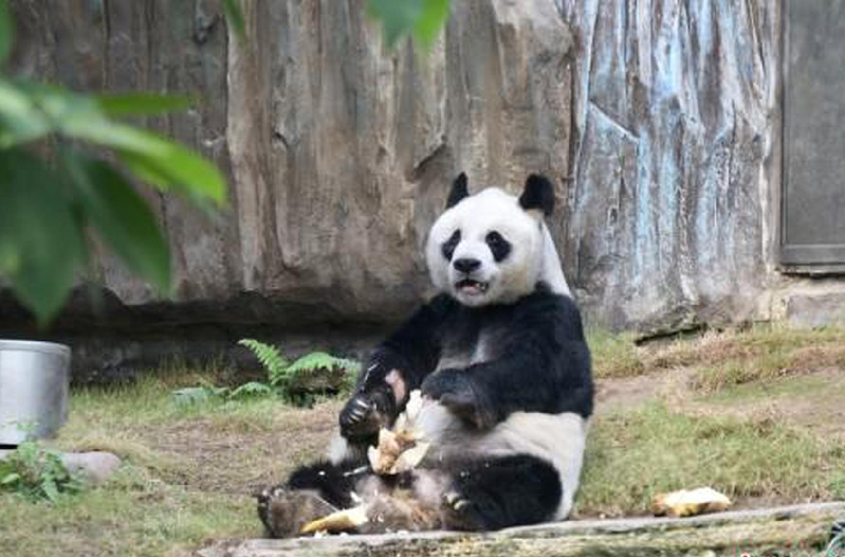 World's oldest male giant panda in captivity dies at Hong Kong's Ocean Park 