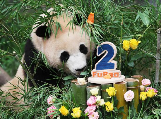 Giant panda celebrates 2-year-old birthday at S Korea zoo