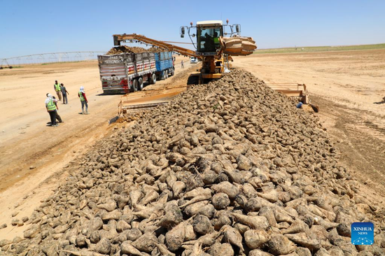 A farming machine loads newly-harvested beets onto a truck at a beet plantation in a desert of Minya Province, Egypt on July 11, 2022. (Xinhua/Sui Xiankai)