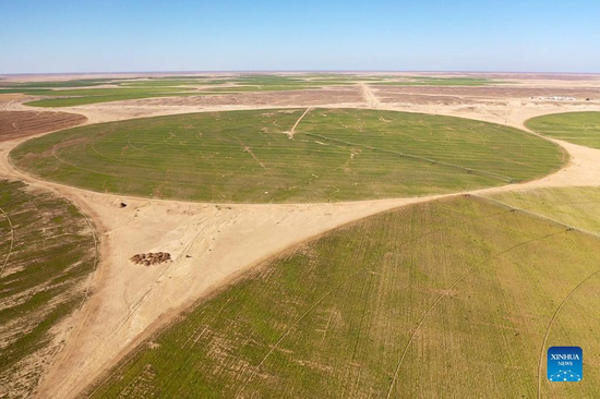 Aerial photo shows a beet plantation in a desert of Minya Province, Egypt on July 11, 2022. (Xinhua/Sui Xiankai)