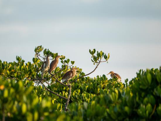 Waterbirds find best habitat in Hainan