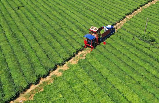 Farmers harvest tea leaves in Jiangxi