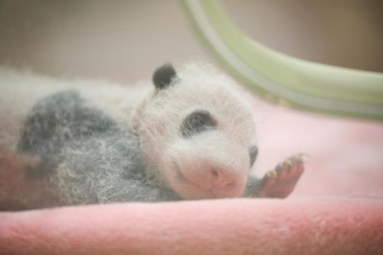 New born giant panda cubs make debut in Sichuan