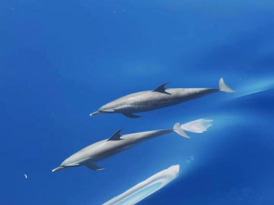Dolphins spotted in Xisha waters