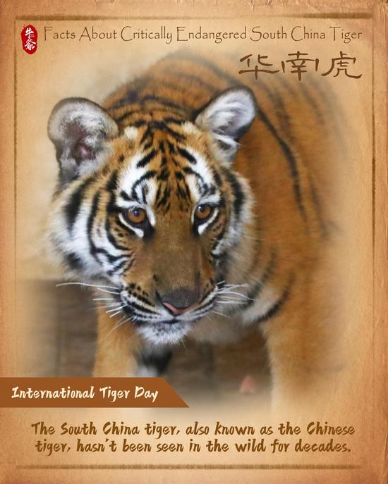 Facts about critically endangered South China Tiger