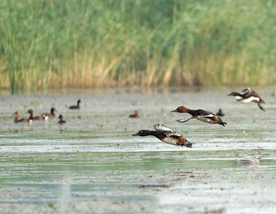 Photo taken on July 22, 2022 shows Baer's pochards and white-eyed pochards in Baiyangdian Lake in Xiong'an New Area, north China's Hebei Province. (Xinhua/Xing Guangli)