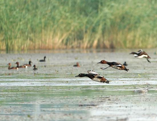 Photo taken on July 22, 2022 shows Baer's pochards and white-eyed pochards in Baiyangdian Lake in Xiongan New Area, north China's Hebei Province. (Xinhua/Xing Guangli)