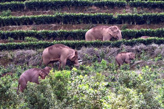 Wild Asian elephants monitored in Yunnan