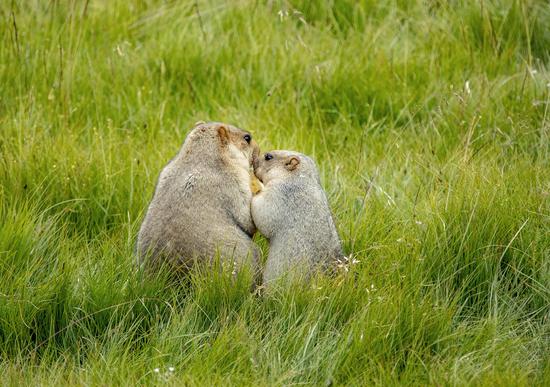 Groundhogs forage in grass