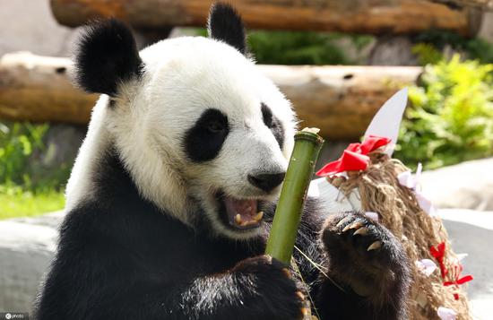 Moscow zoo celebrates birthdays for two giant pandas