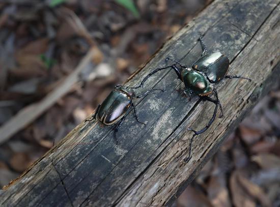 Rare beetles found in Fujian
