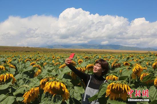 Sunflowers in full bloom in Xinjiang