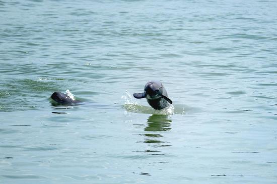 Yangtze River finless porpoises spotted in Hubei