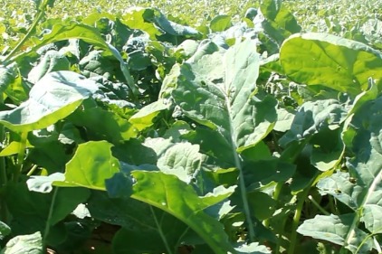 Researchers claim hybrid vegetable has holistic qualities