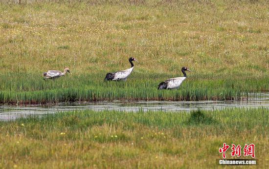 Black-necked cranes spotted in wetland park of Tibetan Plateau