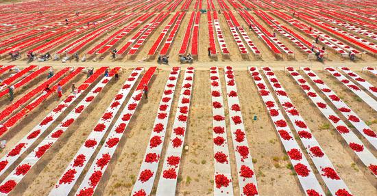 Xinjiang embraces red chili pepper harvest