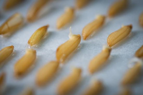 Photo taken on Feb. 26, 2021 shows sprouting rice seeds that had made a round trip to the moon aboard the Chang'e-5 probe at the greenhouse of the National Engineering Research Center of Plant Space Breeding of South China Agricultural University in Guangzhou, south China's Guangdong Province. (Photo by Zhang Ziwang/Xinhua)