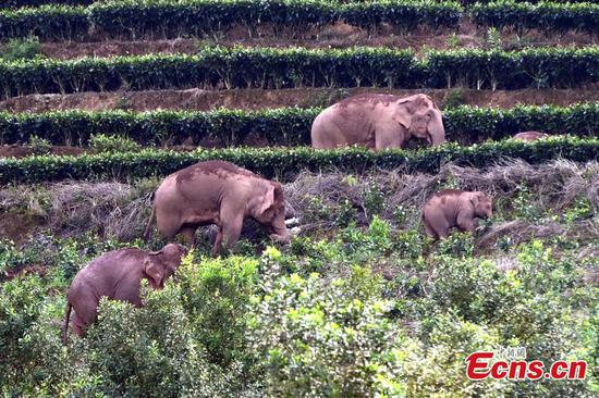 A herd of wild Asian elephants and a calf wander in the village of Mankelao, Puer, southwest China's Yunnan Province, July 31, 2022. (Photo: China News Service)