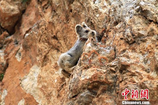 An Ili pika. (File photo/Chinanews.com)