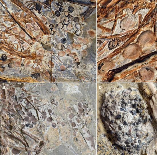 Fossil reveals earliest evidence of birds eating fruit and dispersing seeds