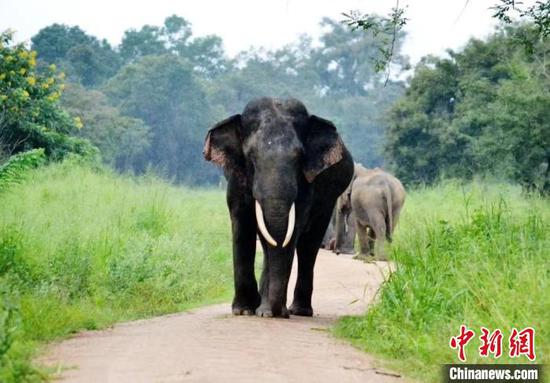 Asian elephants'  forest habitat loses over 67,000 sq km in 18 years: study