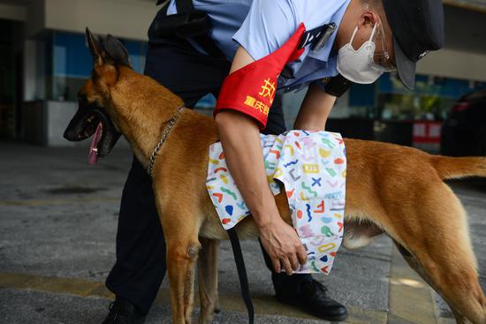Police dogs wear cooling vests to beat summer heat in Chongqing