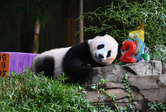 Giant panda cub Xiao Qi Ji celebrates 2nd birthday in U.S.