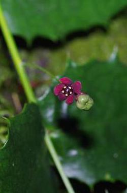 Critically endangered plant rediscovered in SW China