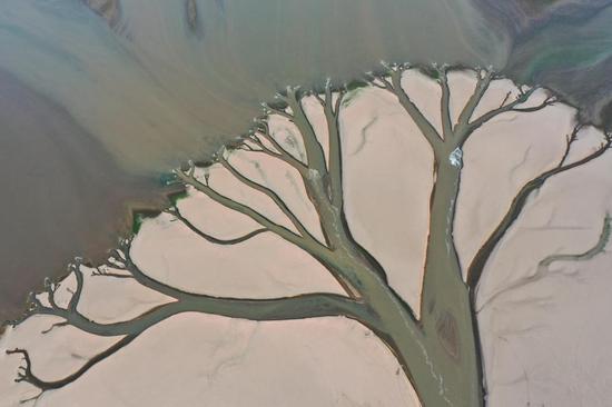 Stunning tree-shape formation appears in Poyang Lake amid severe drought