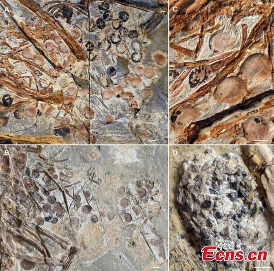Fossil study provides evidence of early fruit-eating birds
