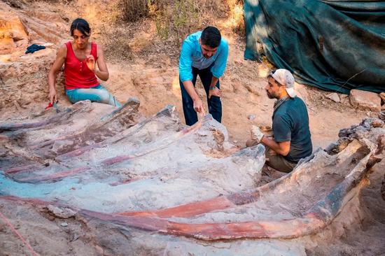Remains of large dinosaur skeleton unearthed in Portugal