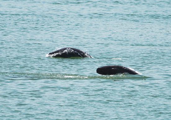 Finless porpoises spotted in waters of Hubei