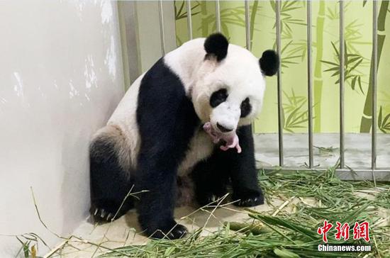 Giant panda Hu Bao gives birth to a panda cub at River Wonders in SIngapore, Aug. 14, 2021. (Photo provided by China Conservation and Research Center for the Giant Panda)